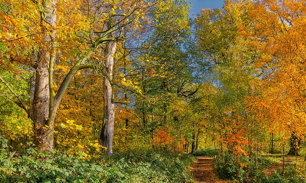 Autumn leaves with a path running through trees.